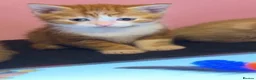Mixed Breed cats for sale: 2 orange and 1 champagne male kittens - Advert 5