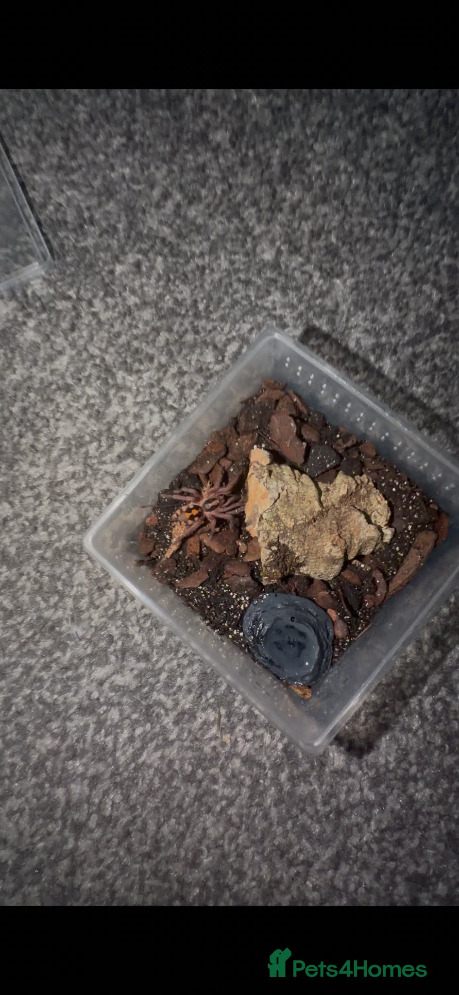 Tarantulas invertebrates Male pumpkin patch  - Advert 1