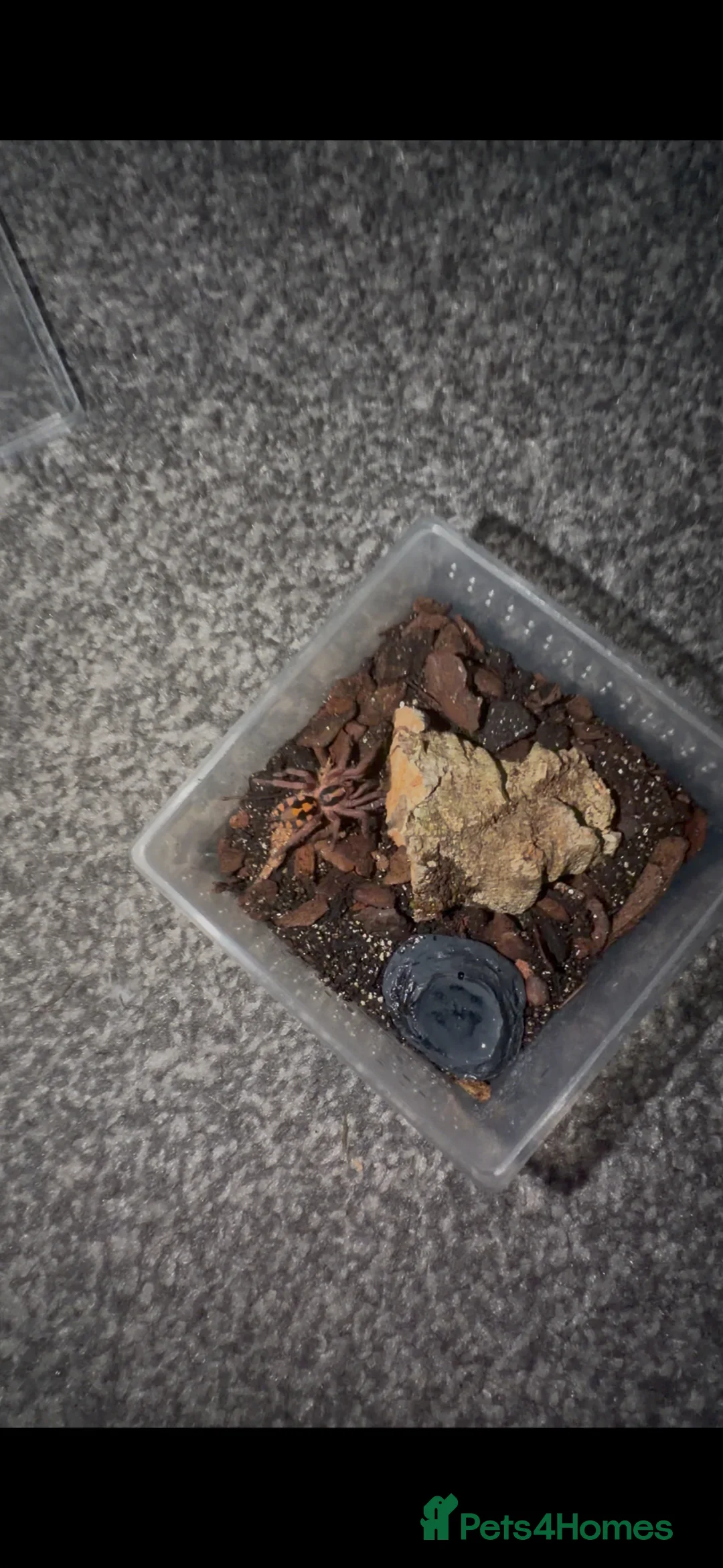 Tarantulas invertebrates for sale: Male pumpkin patch  - Advert 1