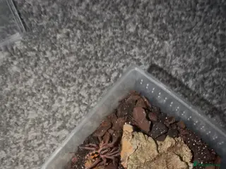 Tarantulas invertebrates Male pumpkin patch - Advert 1