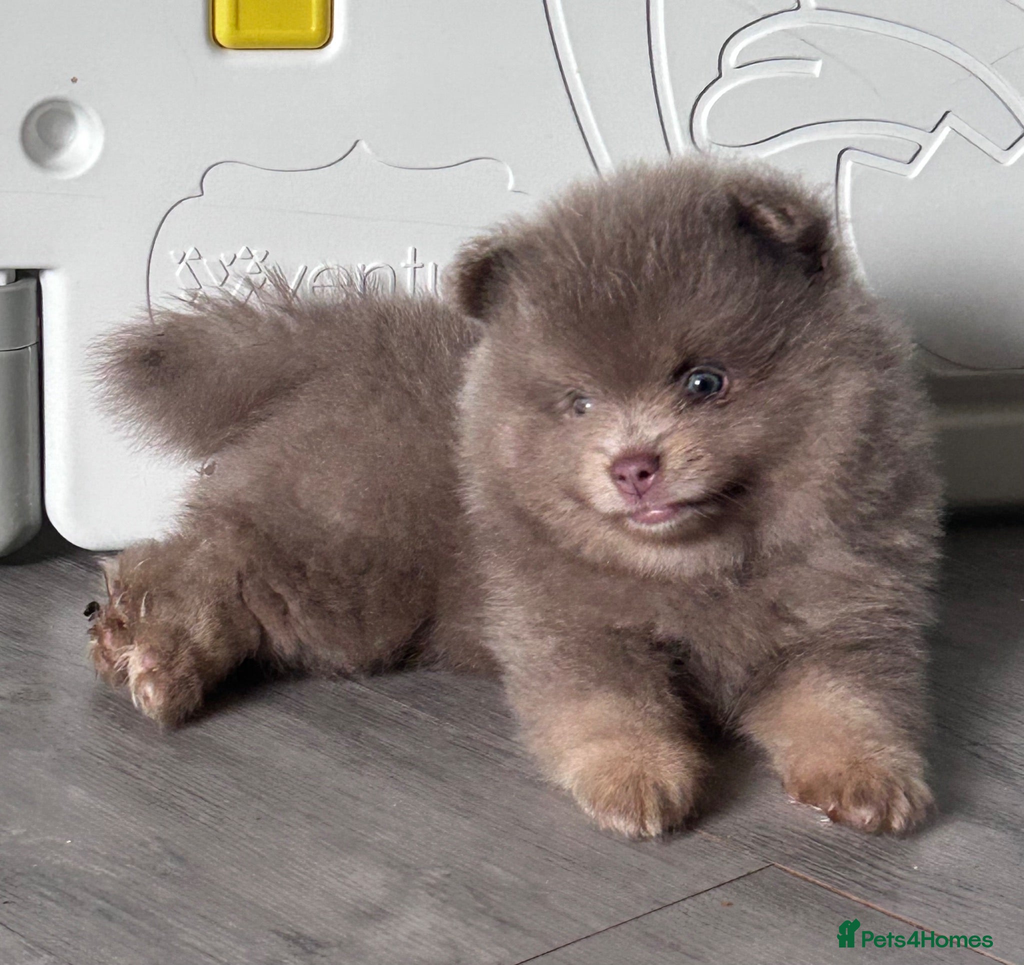 Pomeranian dogs Lilac & lilac and tan male  - Advert 13