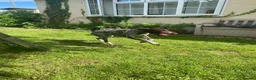 German Shorthaired Pointer dogs for sale: German short haired pointer 7 months old bitch - Advert 4