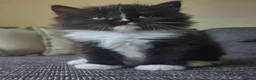Mixed Breed cats for sale: Adorable long haired girls looking for 5* homes - Advert 17