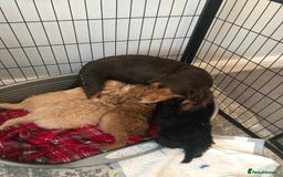 Cockapoo dogs for sale: 🐩🐶STUNNING F1 COCKAPOO PUPPIES🐶🐩 - Image 19