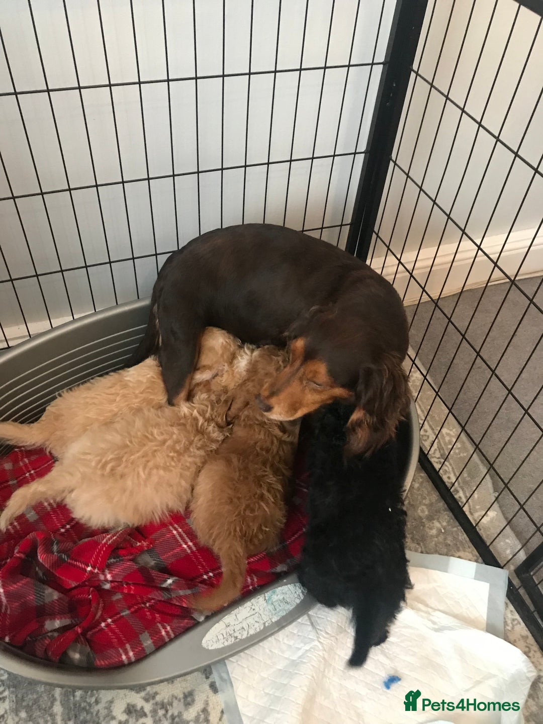 Cockapoo dogs for sale: 🐩🐶STUNNING F1 COCKAPOO PUPPIES🐶🐩 - Image 19