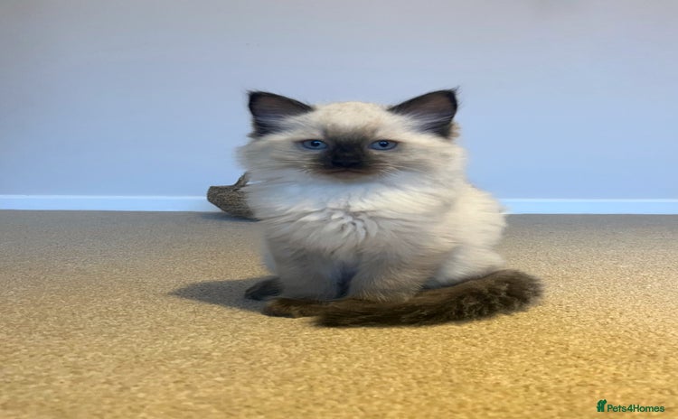 Ragdoll cats - Advert 5