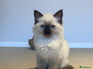 Ragdoll cats - Advert 12