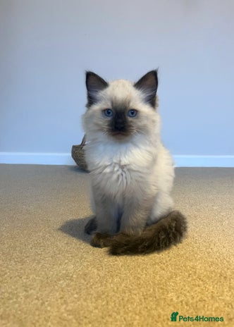 Ragdoll cats - Advert 11