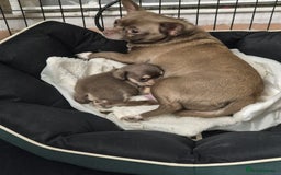 Chihuahua dogs for sale: Puppy - Image 7