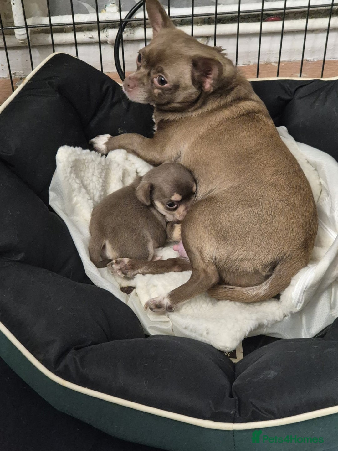 Chihuahua dogs for sale: Puppy - Image 7