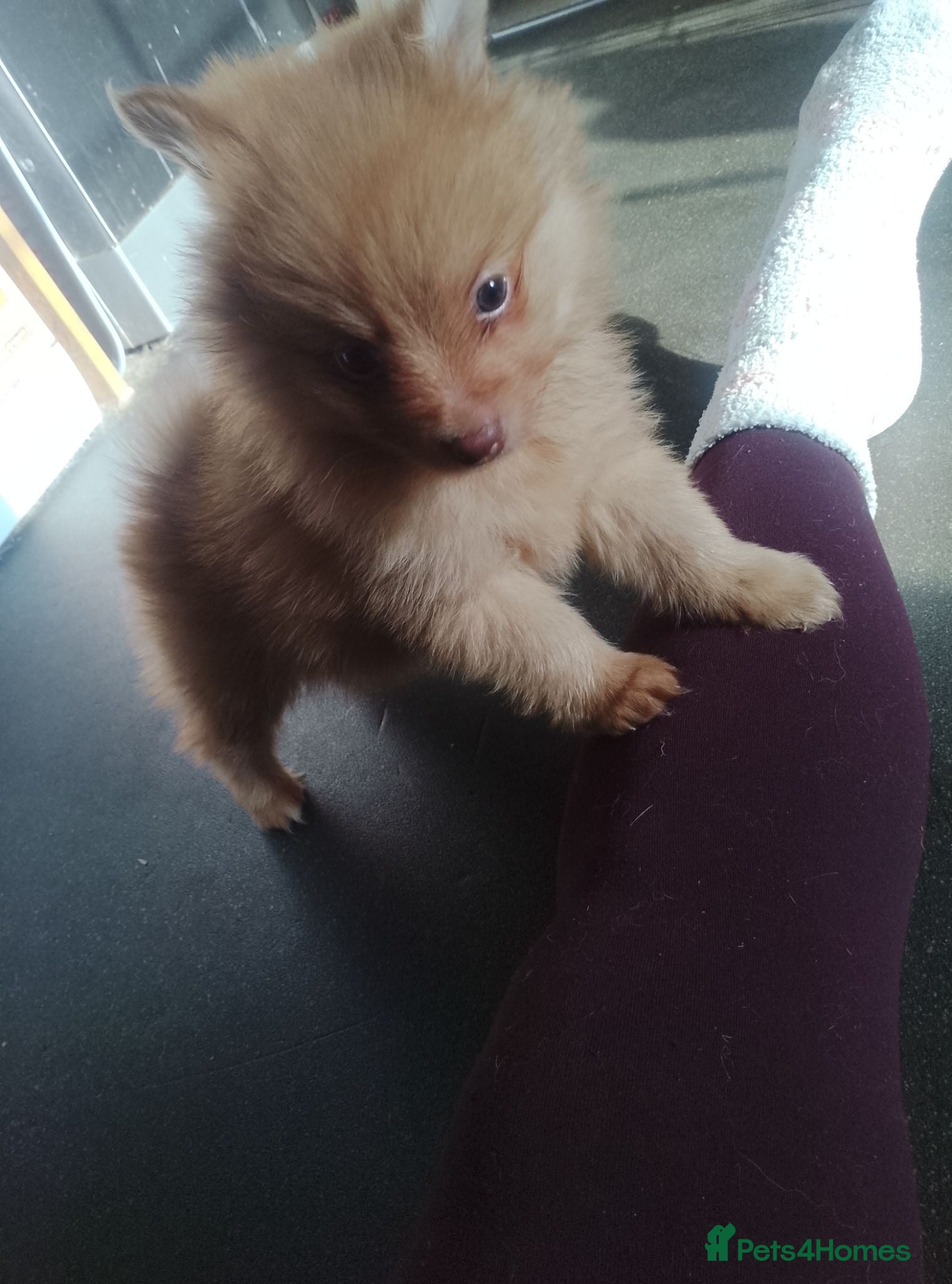 Pomeranian dogs Pomeranian pups - Advert 17