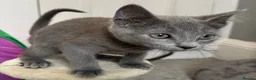 Russian Blue cats for sale: Russian Blue Kittens  - Advert 39