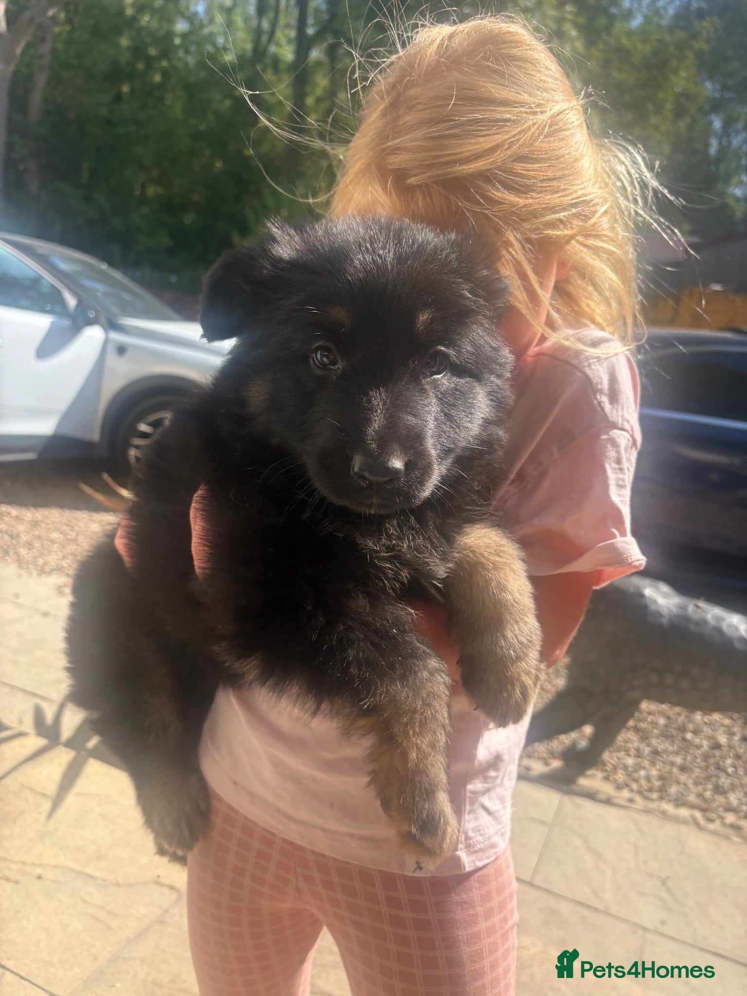 German Shepherd dogs German shepherd straight back puppies - Advert 2