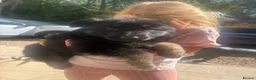 German Shepherd dogs for sale: German shepherd straight back puppies - Advert 2