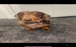 Miniature Dachshund dogs for stud: Kc Chocolate dapple stud  - Image 4
