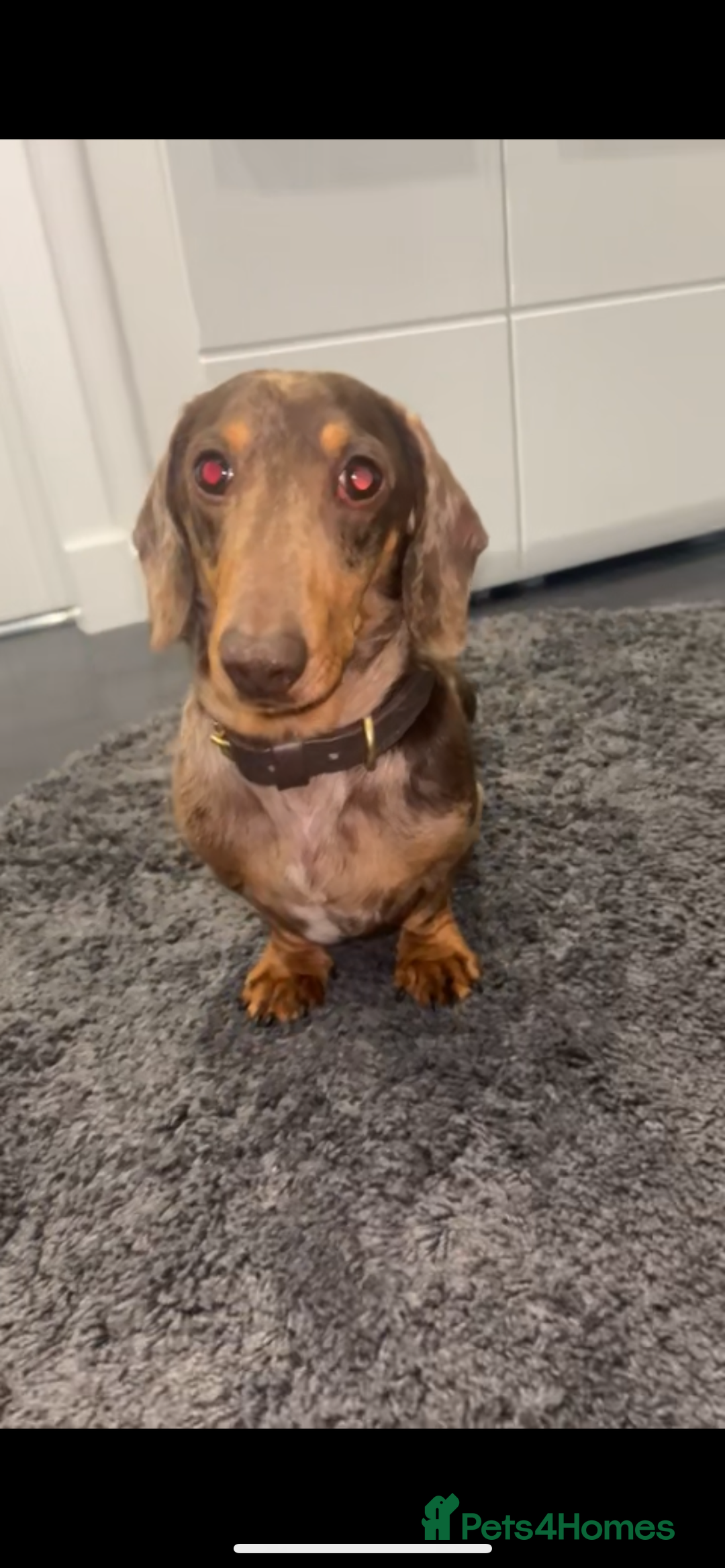 Miniature Dachshund dogs for stud: Kc Chocolate dapple stud  - Image 4