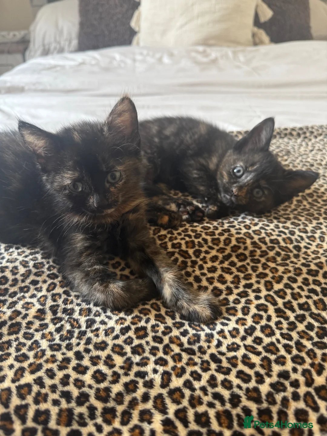 British Shorthair cats for sale: Female BSH kitten  in Neath - Advert 1