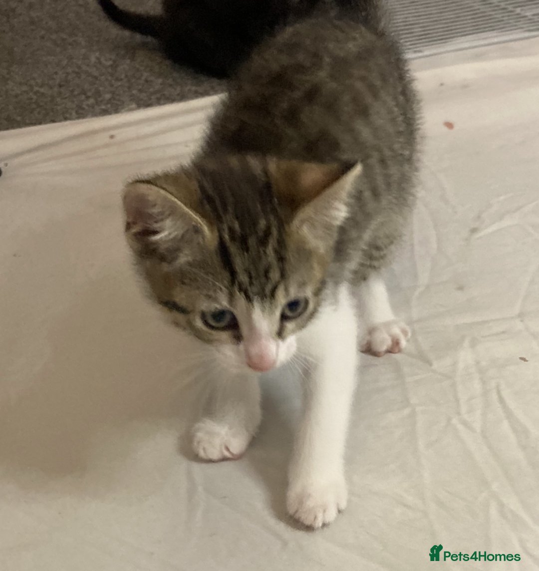 European cats for sale: Four Gorgeous Kittens Looking for Forever Homes - Image 14