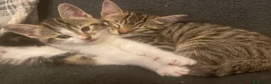 Lighter tabby 