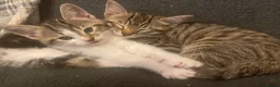 Mixed Breed cats for sale: 8 Beautiful Kittens for sale  - Advert 3