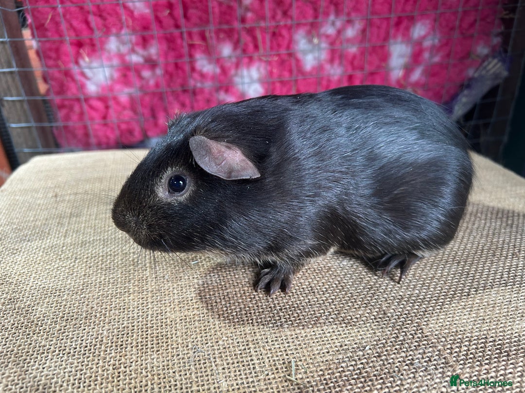 Guinea Pig rodents for sale: Guinea pigs mixed breeds - Advert 8