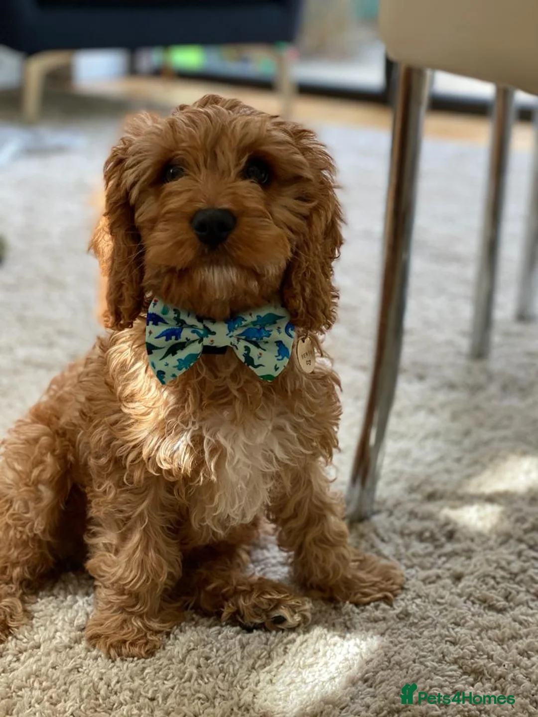 Gallery Image {{count}}