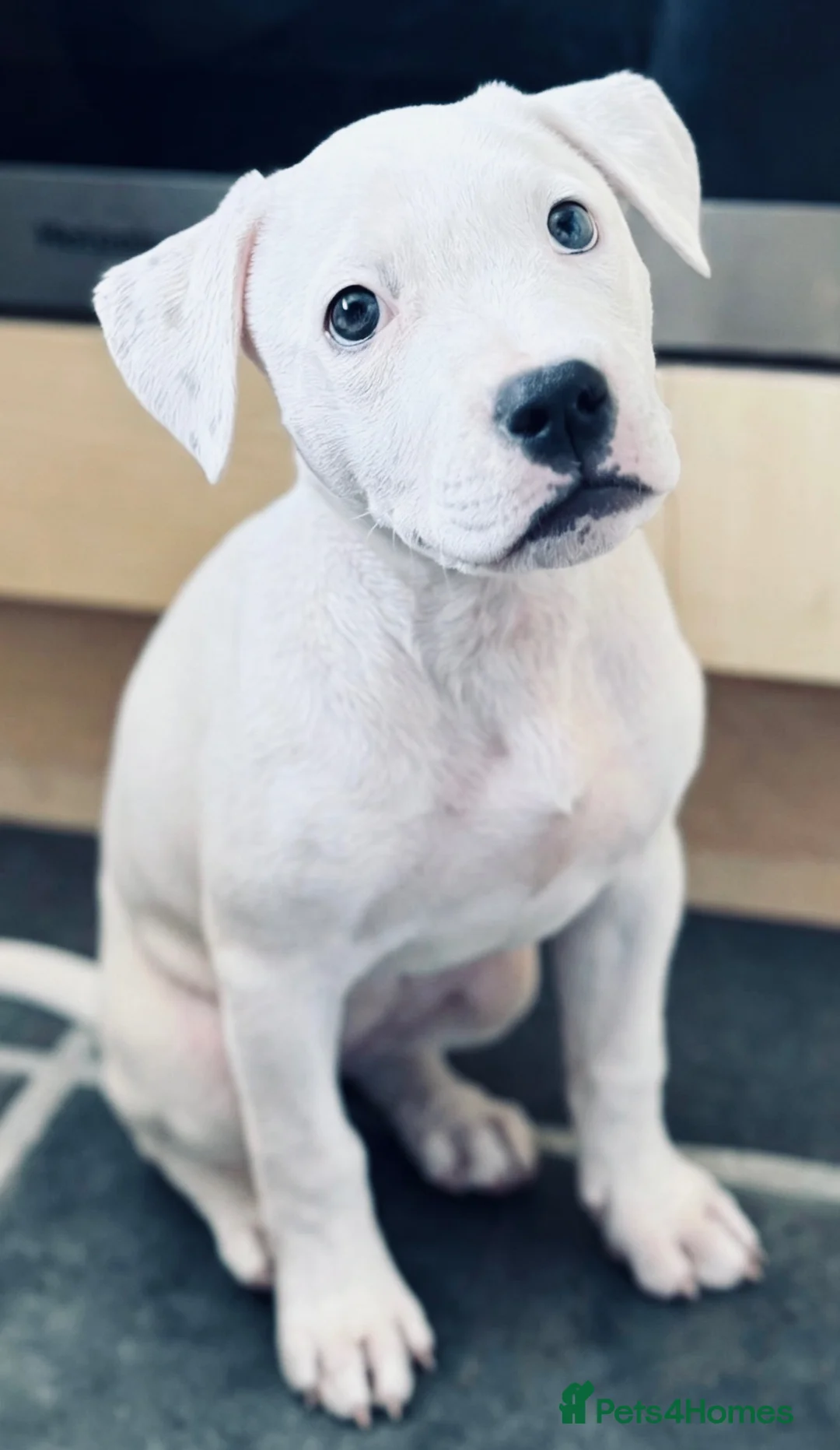 Staffordshire Bull Terrier dogs for sale: Staffy puppy - Advert 2
