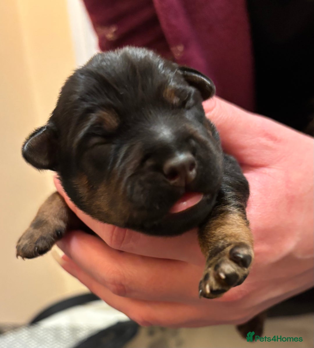 Mixed Breed dogs for sale: Beautiful patter dale x Lakeland terrier  - Image 25