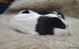 Guinea Pig rodents for sale: Guinea pigs babies and adults  - Image 6