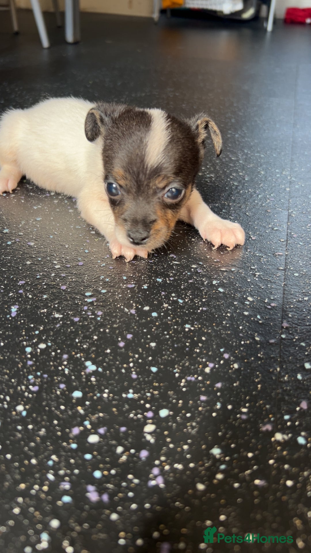 Jack Russell dogs for sale: Jack Russell  - Image 6