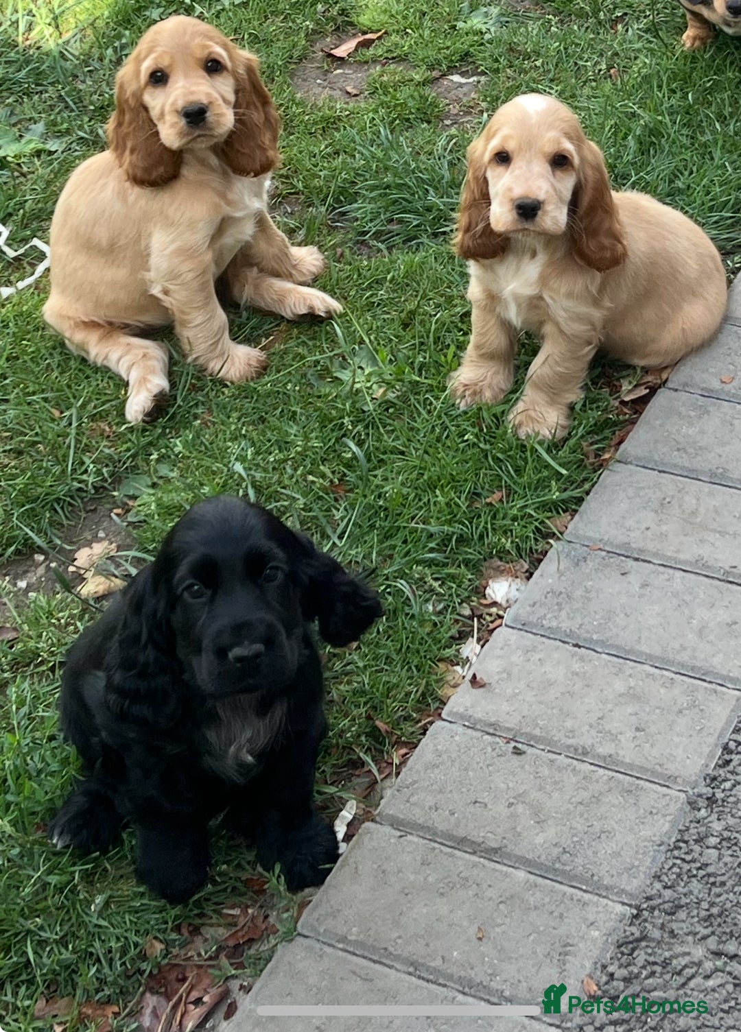 Cocker Spaniel dogs for sale: LAST 3 GIRLS ⭐️⭐️⭐️⭐️⭐️CH BLOODLINES  - Image 5