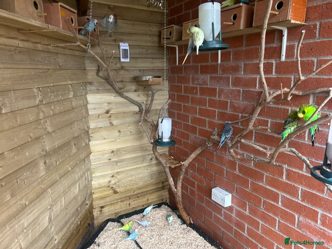 Budgerigars birds for sale: Baby budgies for sale Wigan  in Wigan - Advert 18