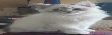 Siberian Kitten