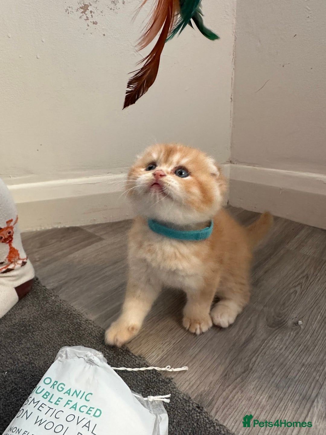 Scottish Fold cats for sale: Scottish fold Kitten Healthy &Loving - Advert 4