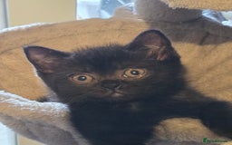 British Longhair cats for sale: Beautiful black British shorthair kittens  - Image 2