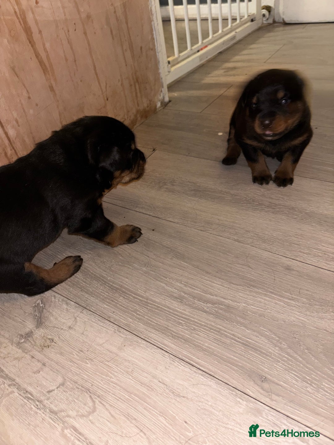 Rottweiler dogs for sale: 7 stunning chunky full breed Rottweilers  - Advert 3