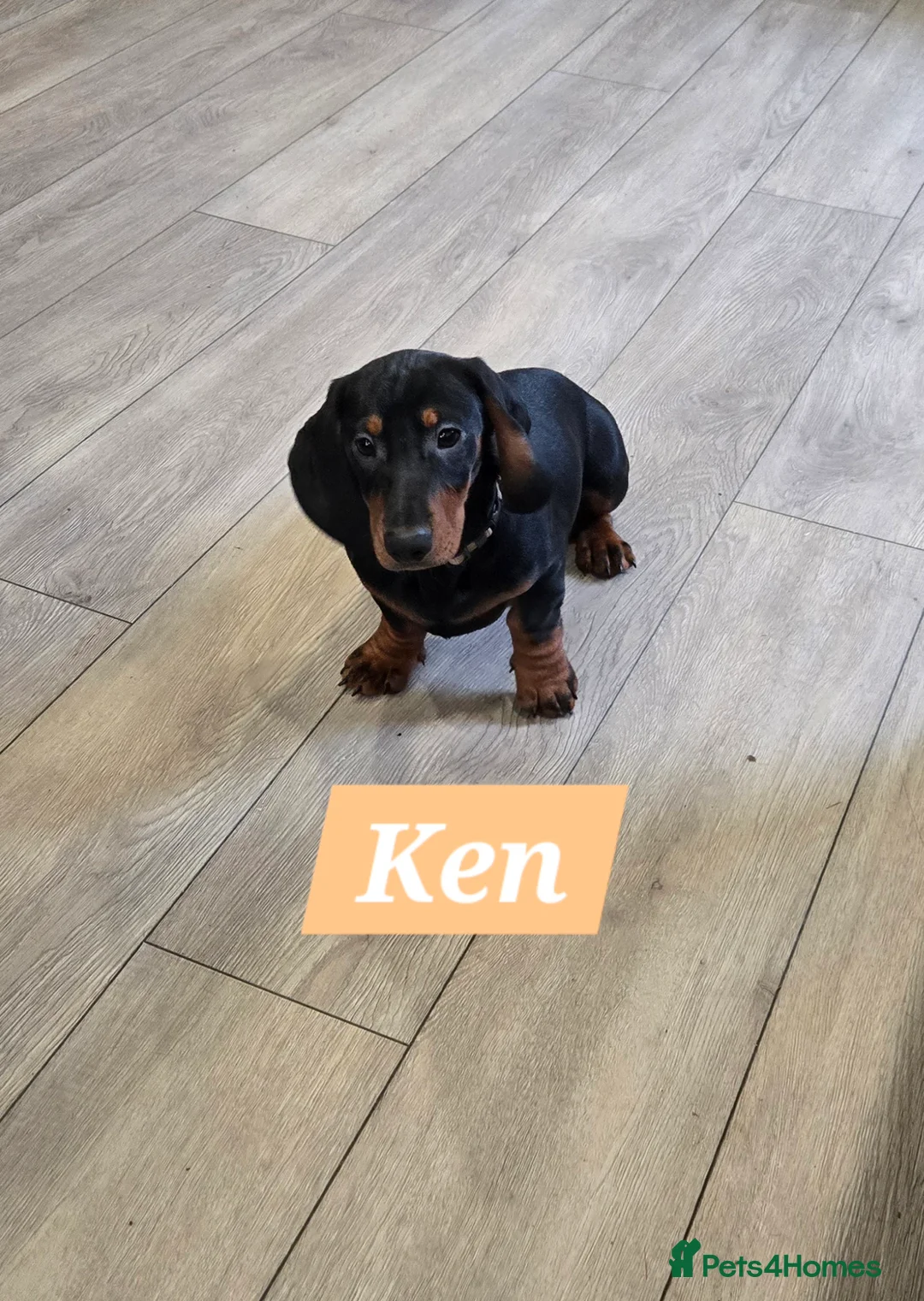 Dachshund dogs for sale: Beautiful Daxis - Advert 8