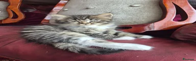 Mixed Breed Kitten 1