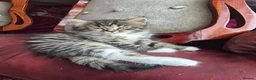 Mixed Breed cats for sale: Main Coon Mix - Advert 23