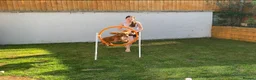 Cocker Spaniel dogs for stud: Athletic working cocker spaniel in Lincoln - Advert 6
