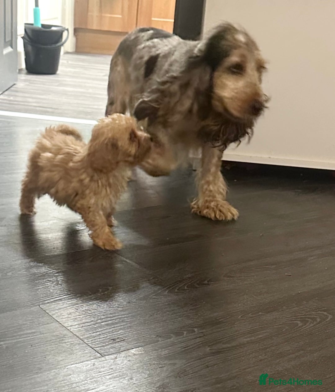 Cockapoo dogs for sale: Adorable Cockpoo looking for his forever home - Image 4