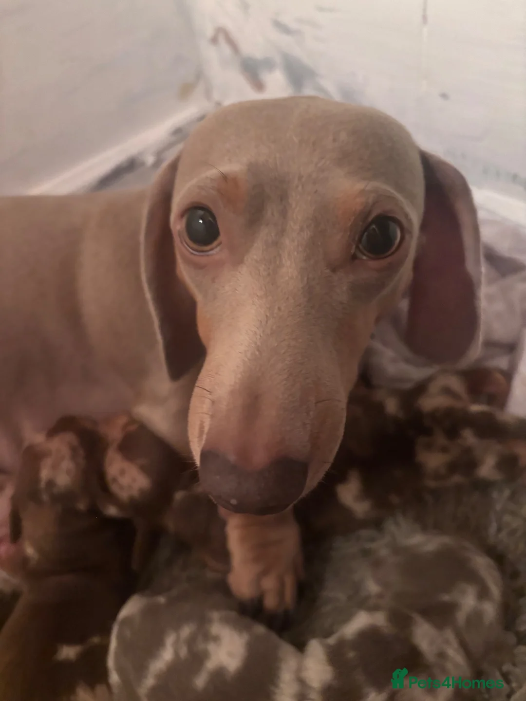 Dachshund dogs for sale: 2 Isabella dapple 2 caramel dapple  in Queenborough - Advert 1