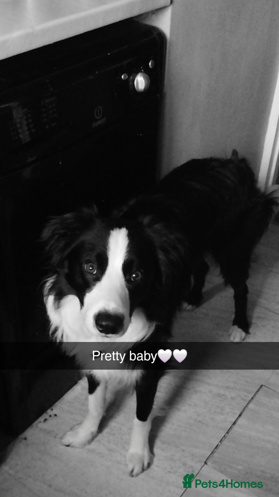 Border Collie dogs for sale: BaileyBoy - Advert 12