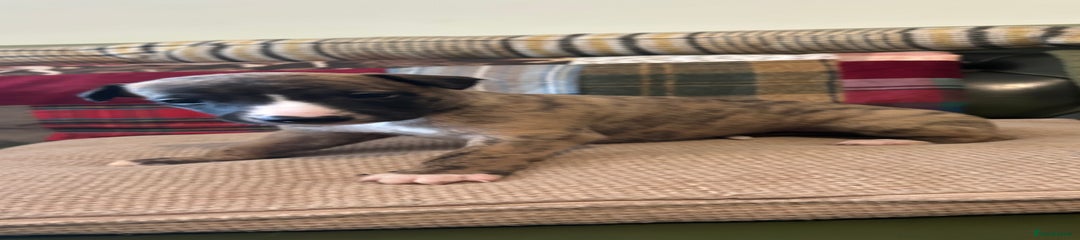 Whippet Puppy 3