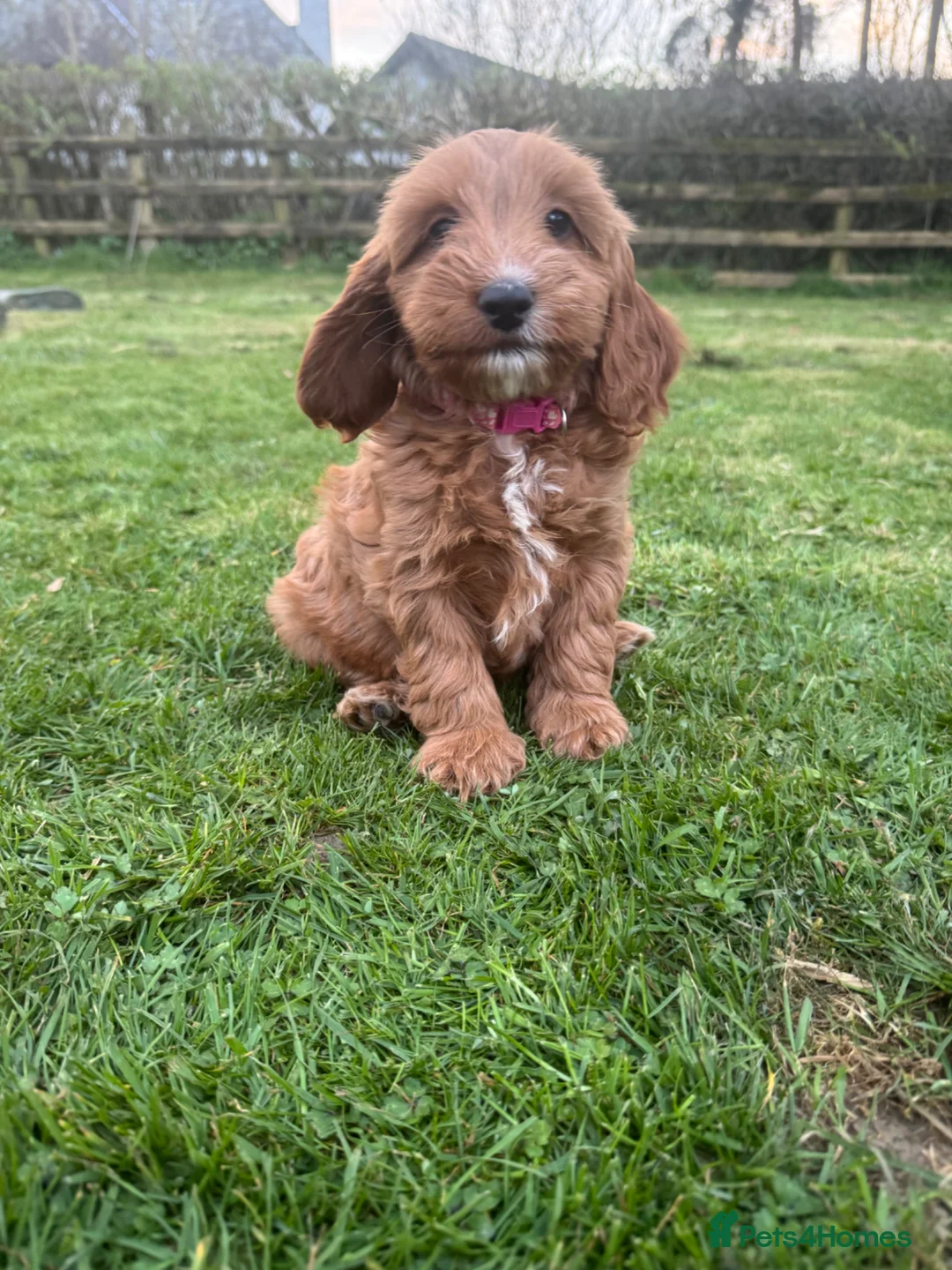 Cockapoo dogs for sale: Gorgeous show type cockapoo Puppys  - Advert 23