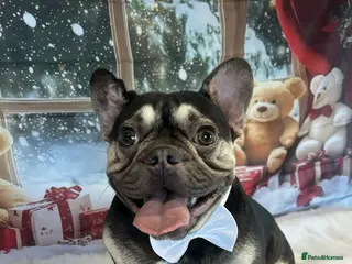 French Bulldog dogs Male french bulldog - Advert 1