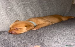 Labrador Retriever dogs for sale: Labrador Retriever Pups - Image 14