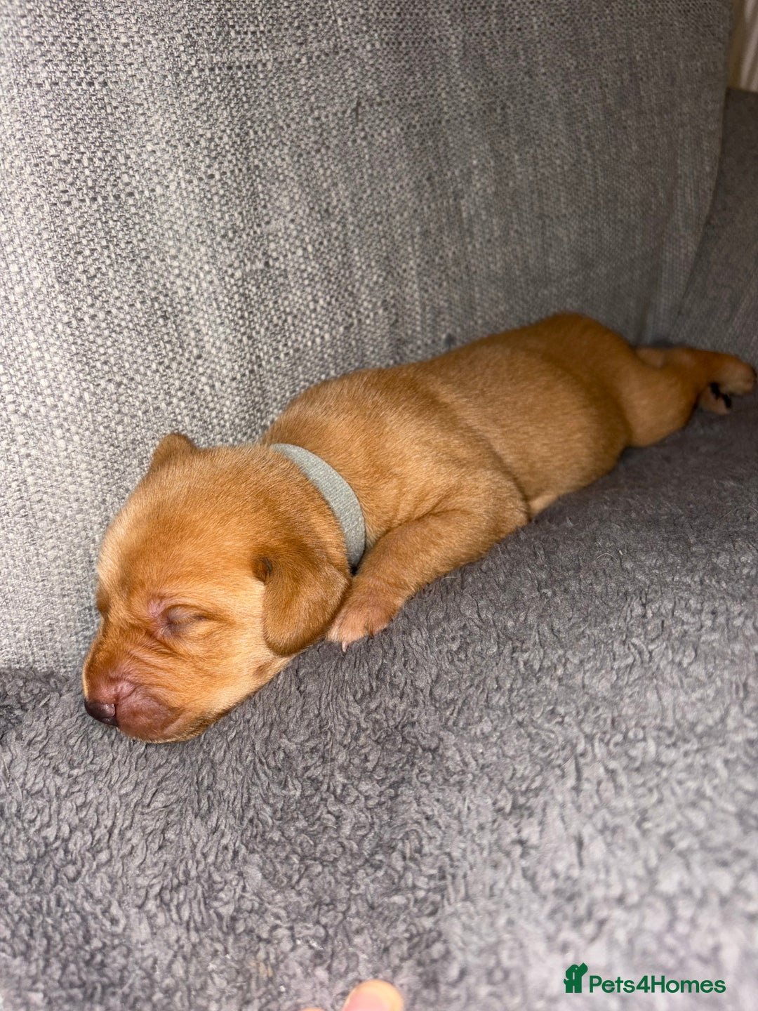 Labrador Retriever dogs for sale: Labrador Retriever Pups - Image 14