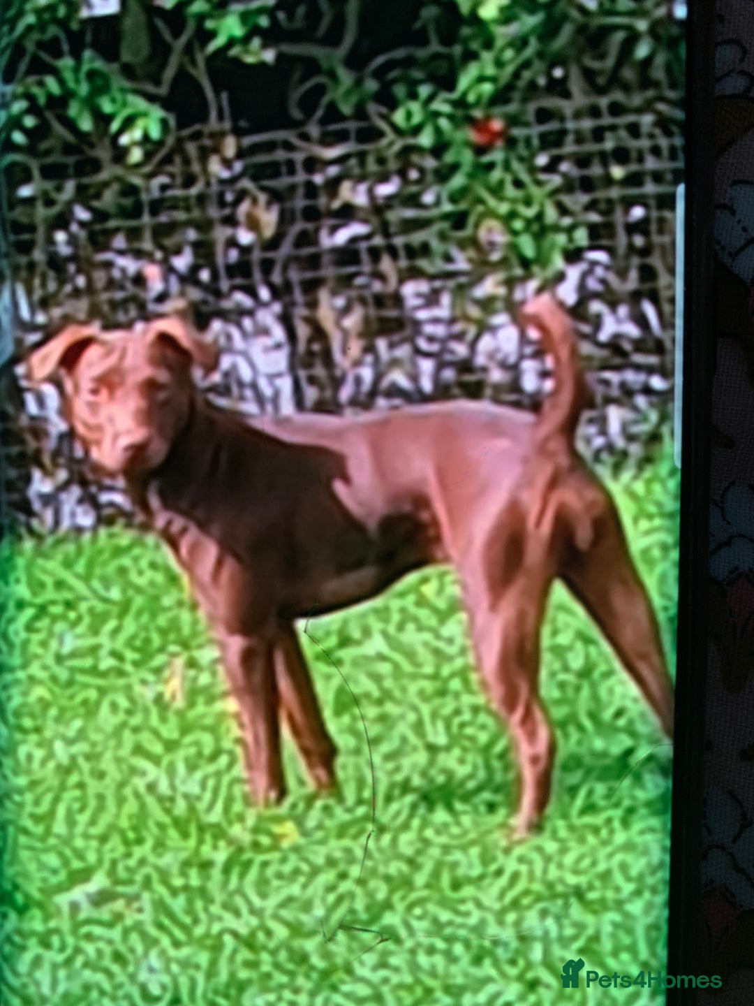 Patterdale Terrier dogs for sale: chocolate patterdale terriers  - Image 11