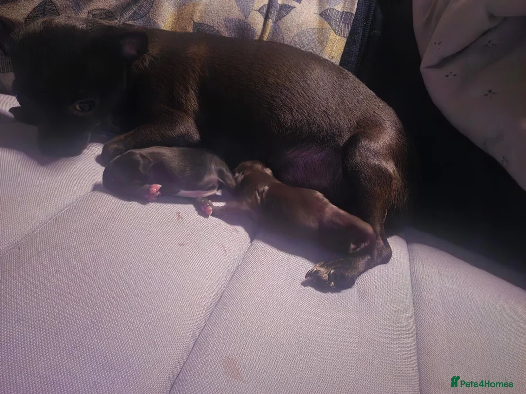 Chihuahua dogs for sale: Chihuahua babies  in Erith - Advert 3
